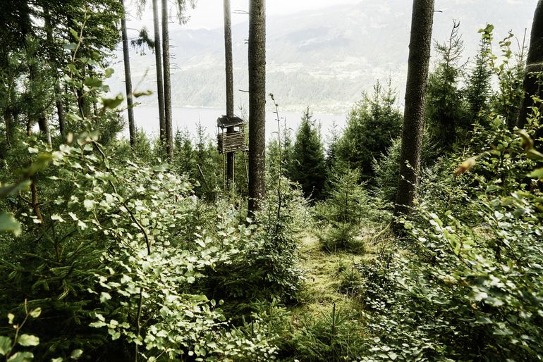 ÖBf-Umfrage zur Waldnutzung durch Bevölkerung.jpg ÖBf-Umfrage zur Waldnutzung durch Bevölkerung.jpg