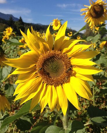 Sonnenblume IMG_0352.jpg © LK Kärnten/Dominik Sima Sonnenblume IMG_0352.jpg © LK Kärnten/Dominik Sima