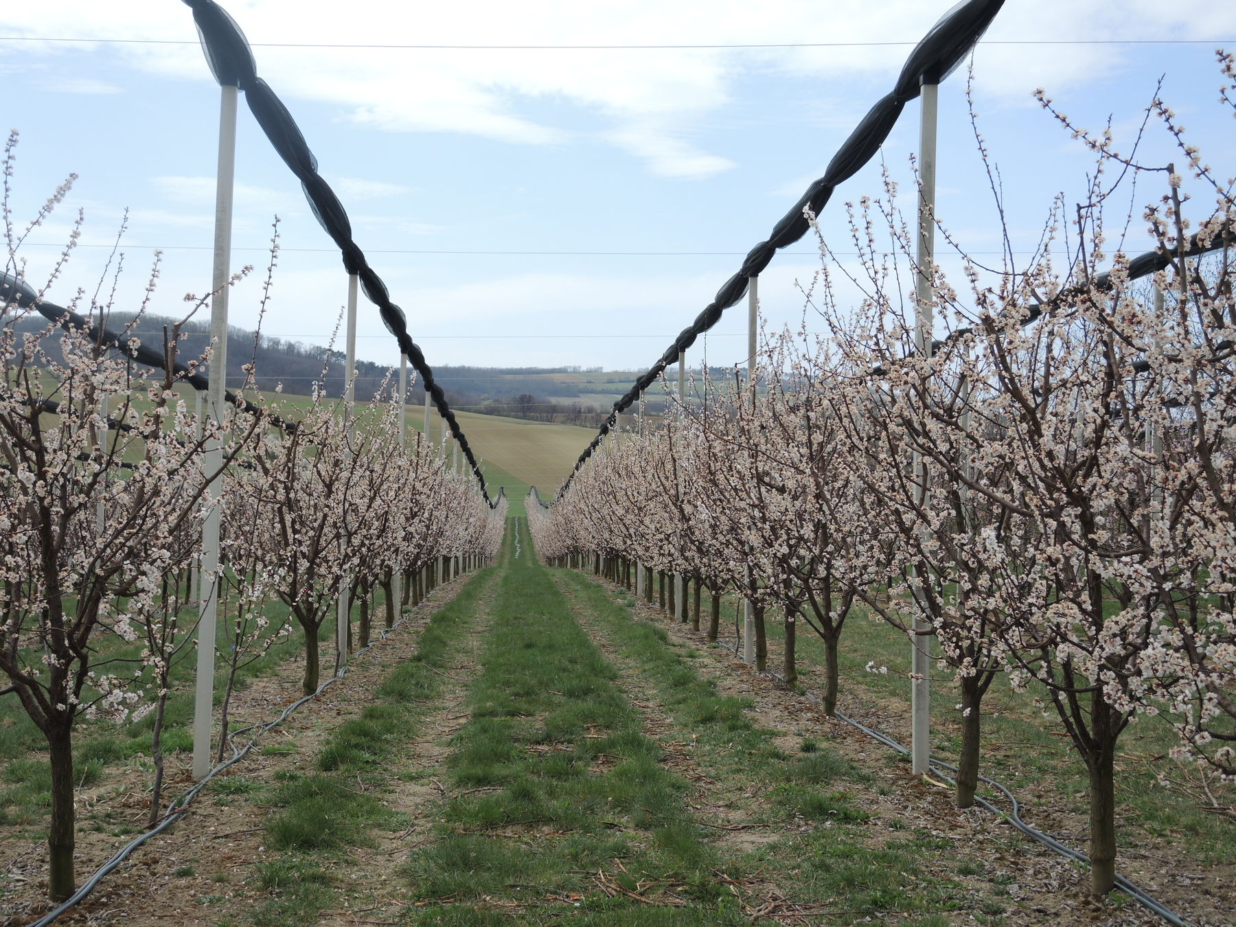 © Andrea Uhl LK NÖ © Andrea Uhl LK NÖ