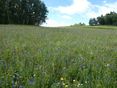 Brache © Landwirtschaftskammer Oberösterreich/Thumfart