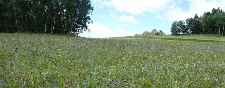 Brache.jpg © Landwirtschaftskammer Oberösterreich/Thumfart