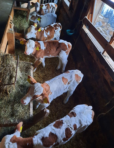 Mein Bild 2021.jpg © Salzburger Bauer/Gruber Mein Bild 2021.jpg © Salzburger Bauer/Gruber