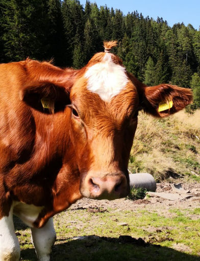 Mein Bild 2021.jpg © Salzburger Bauer/Rohrmoser Mein Bild 2021.jpg © Salzburger Bauer/Rohrmoser