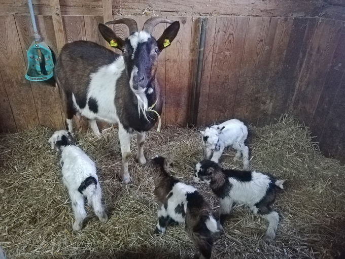 Mein Bild 2021.jpg © Salzburger Bauer/Haid Mein Bild 2021.jpg © Salzburger Bauer/Haid