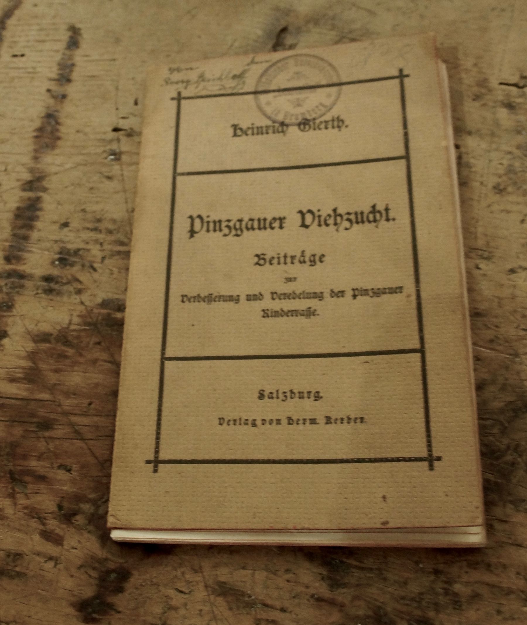Pinzgauer Viehzucht vom Direktor des  Zuchtbetriebs Brandlhof.jpg © Gudrun Dürnberger Pinzgauer Viehzucht vom Direktor des  Zuchtbetriebs Brandlhof.jpg © Gudrun Dürnberger