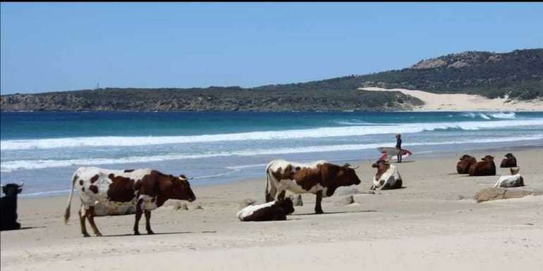 Pinzgauer Rinder sind besonders tauglich, machen aber auch am Strand, wie hier in Andalusien, eine gute Figur.jpg © Gudrun Dürnberger Pinzgauer Rinder sind besonders tauglich, machen aber auch am Strand, wie hier in Andalusien, eine gute Figur.jpg © Gudrun Dürnberger
