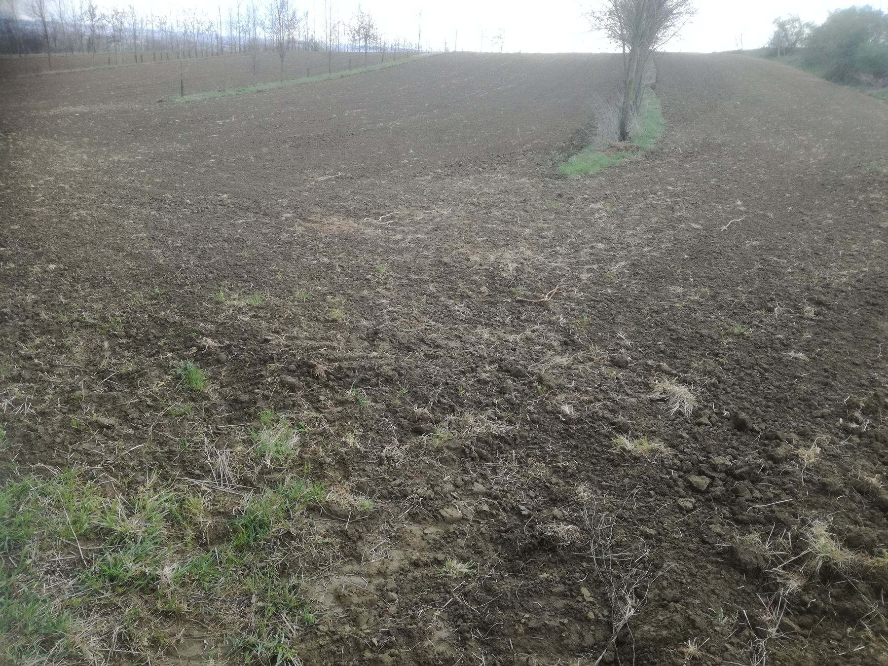 System Agroforst in Leonding bei Linz System Agroforst in Leonding bei Linz