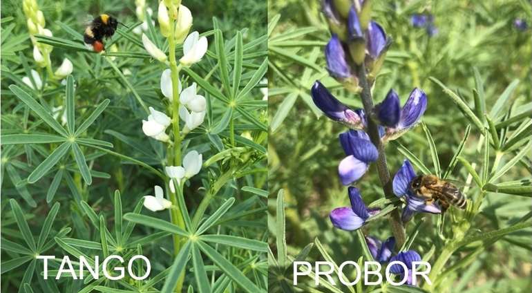 Bio-Süßlupine Tango Probor.jpg