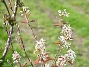 Hecke (c) lk vbg (Klein) (Klein).jpg © LK Vbg. Hecke (c) lk vbg (Klein) (Klein).jpg © LK Vbg.
