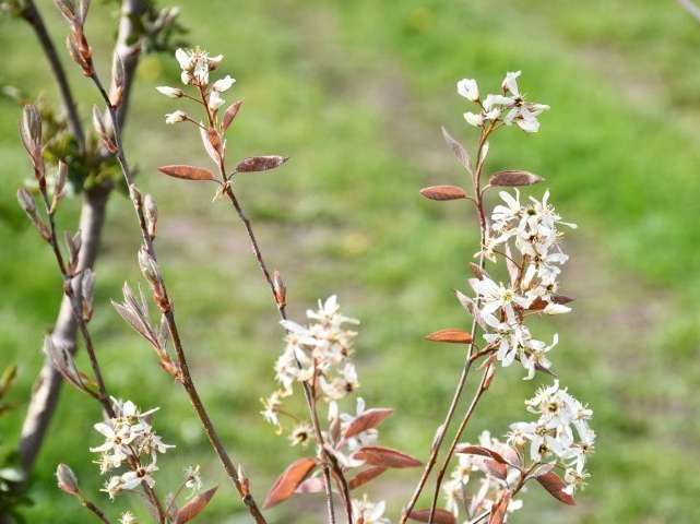 Hecke (c) lk vbg (Klein) (Klein).jpg © LK Vbg. Hecke (c) lk vbg (Klein) (Klein).jpg © LK Vbg.