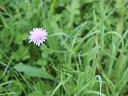 Bausteine für eine artenreiche Wildblumenwiese Witwenblume (c) foberlechner.jpg