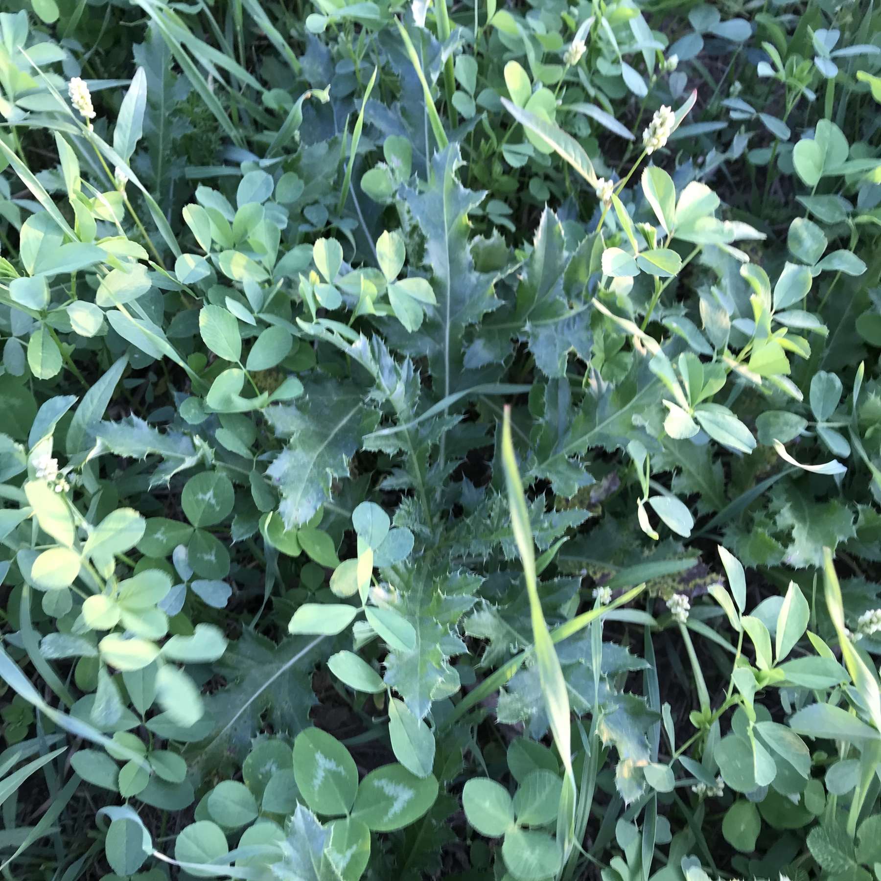 Luzerne Rotklee verdrängt die Distel.jpg