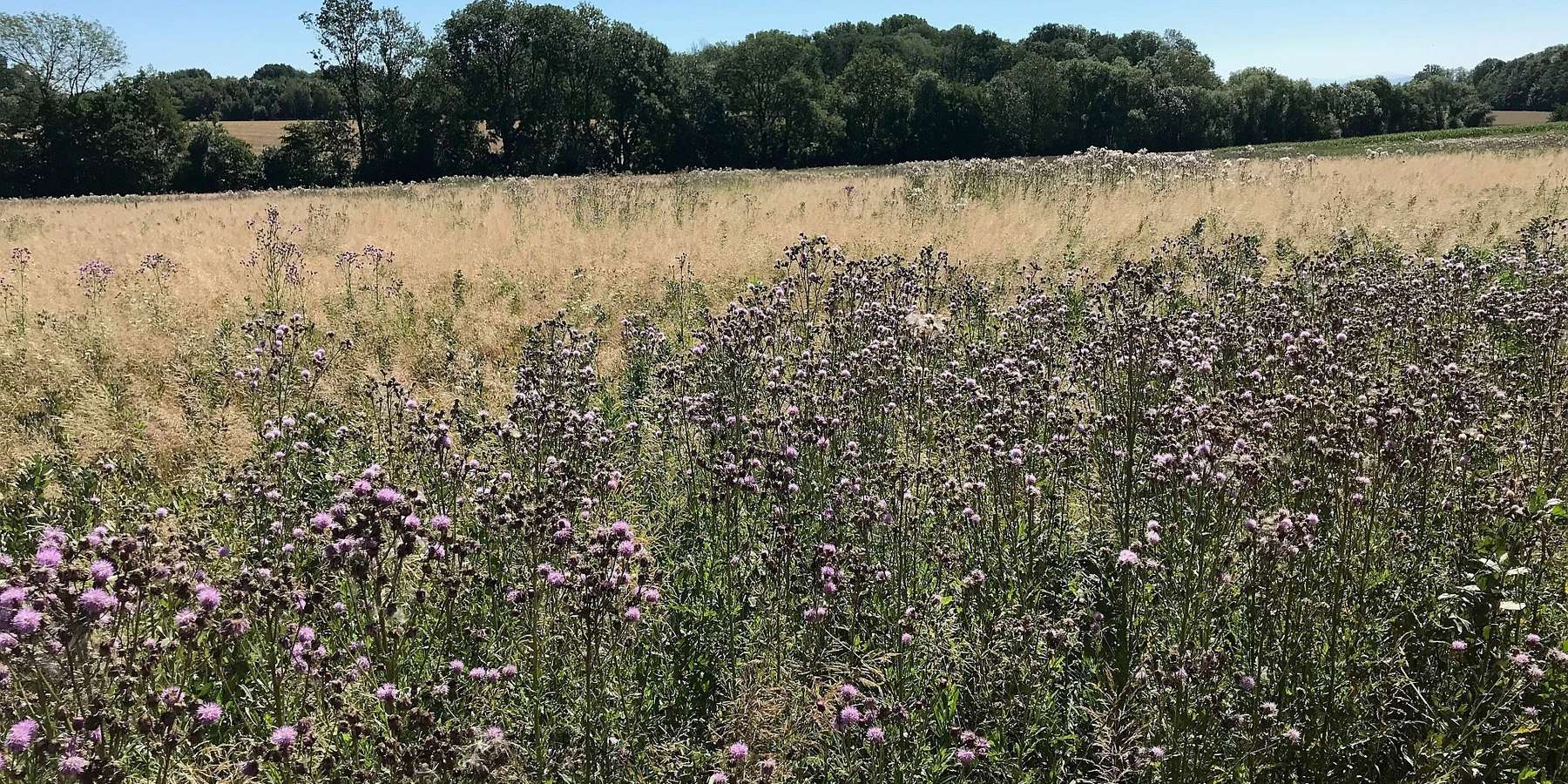 Distelblüte_die_Keimfähigkeit_liegt_bei_nur_0,1__.jpg © BWSB/Gerstl Distelblüte_die_Keimfähigkeit_liegt_bei_nur_0,1__.jpg © BWSB/Gerstl