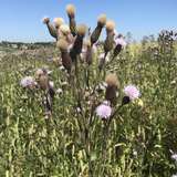 Blüte_+_Samen.jpg © BWSB/Gerstl