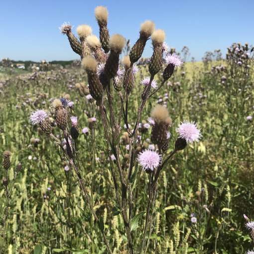 Blüte_+_Samen.jpg © BWSB/Gerstl Blüte_+_Samen.jpg © BWSB/Gerstl