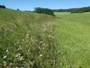 Bausteine für eine artenreiche Wildblumenwiese_Blühwiese im 3. Jahr (c)Willi Bedek.png © W. Bedek