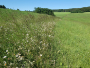 Bausteine für eine artenreiche Wildblumenwiese_Blühwiese im 3. Jahr (c)Willi Bedek.png © W. Bedek Bausteine für eine artenreiche Wildblumenwiese_Blühwiese im 3. Jahr (c)Willi Bedek.png © W. Bedek