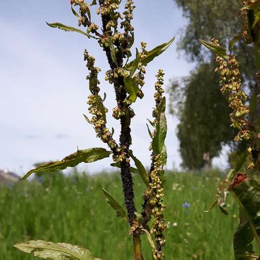 Auch_Blattläuse_lieben_den_Ampfer.jpg © BWSB/Gerstl