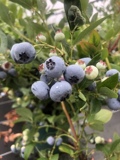 Heidelbeeren als Naschobst.jpg