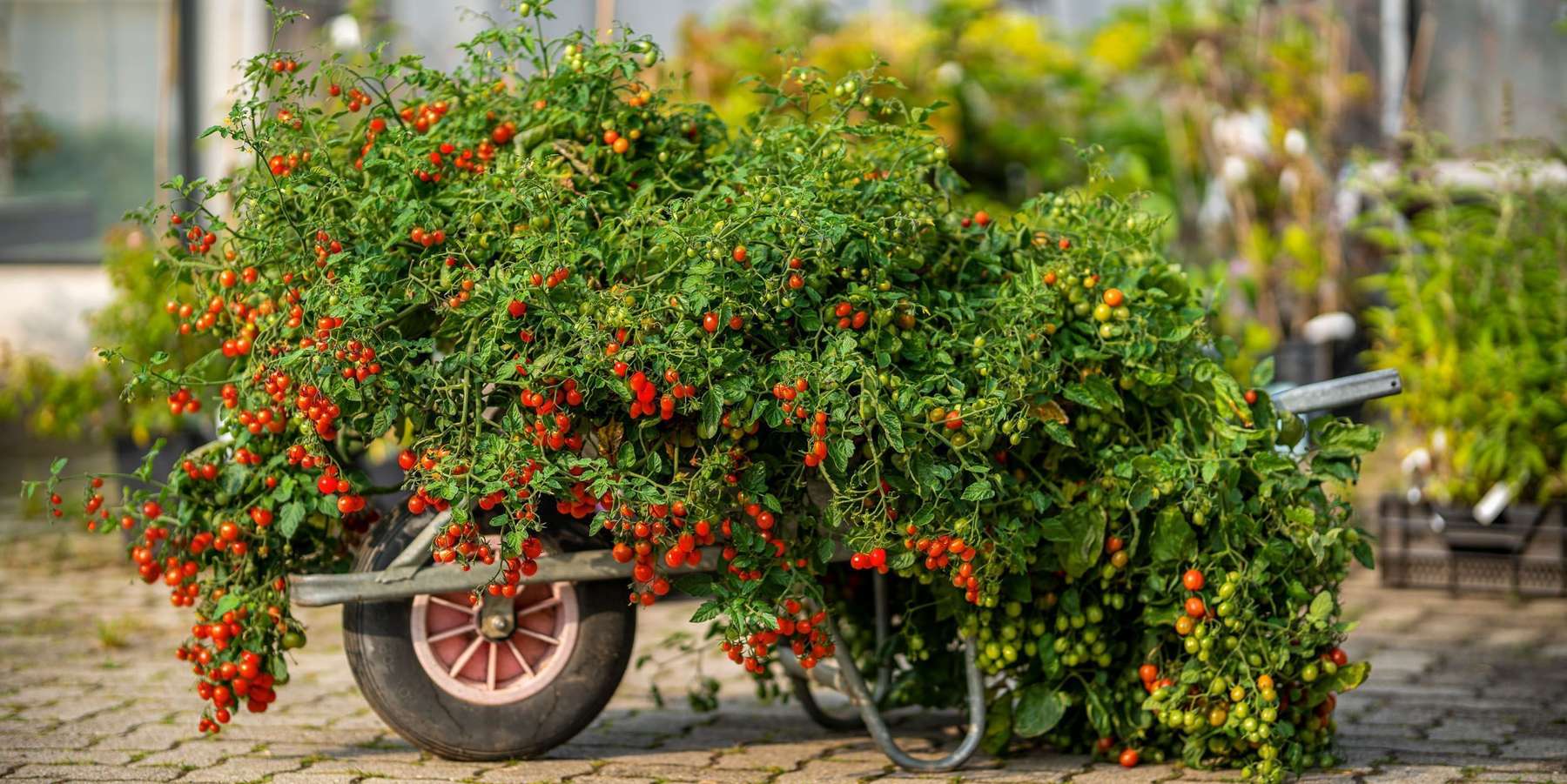 Kärntner Hochbeet- und Topftomate JULIA.jpg © Die Kärntner Gärntner Kärntner Hochbeet- und Topftomate JULIA.jpg © Die Kärntner Gärntner