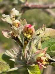 Frostschäden Apfelblüte.jpg © ÖHV