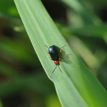 Rothalsiges_Hähnchen.jpg © Landwirtschaftskammer Oberösterreich/Seiter Rothalsiges_Hähnchen.jpg © Landwirtschaftskammer Oberösterreich/Seiter