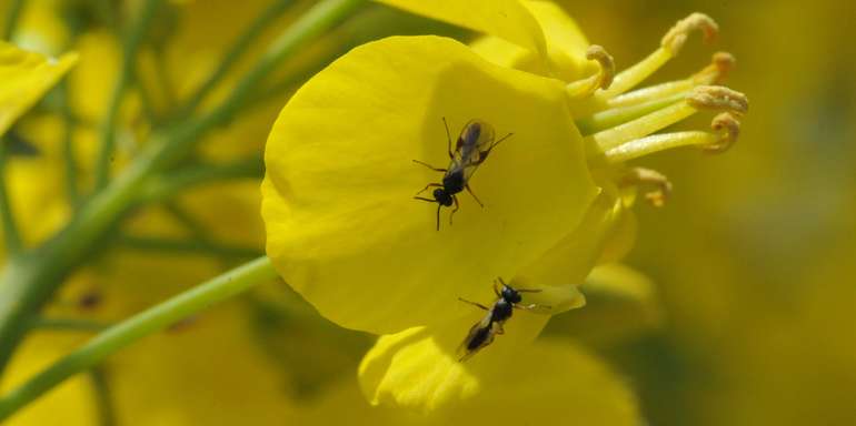 Tersilochus heterocerus_3.jpg © Landwirtschaftskammer Oberösterreich/Seiter Tersilochus heterocerus_3.jpg © Landwirtschaftskammer Oberösterreich/Seiter