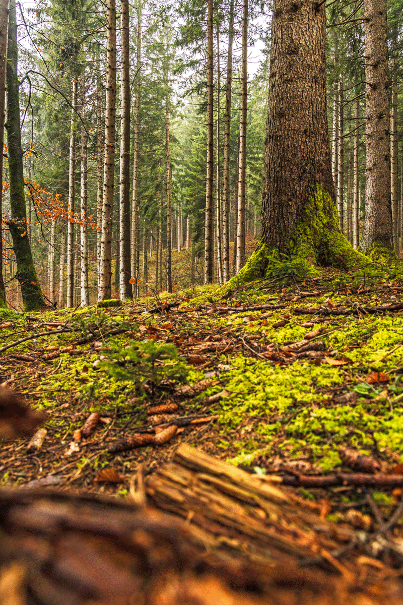Wald,-Forst Foto-Michaela-Kölle-0986.png