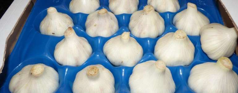 Knoblauch © LK Niederösterreich Knoblauch © LK Niederösterreich