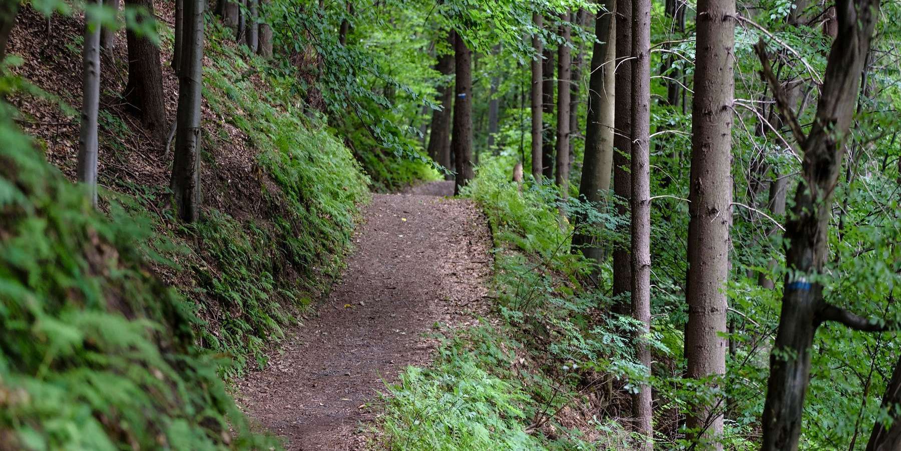 Forst Wichtige Downloads Aufmacher.jpg © Photo Mix auf Pixabay Forst Wichtige Downloads Aufmacher.jpg © Photo Mix auf Pixabay