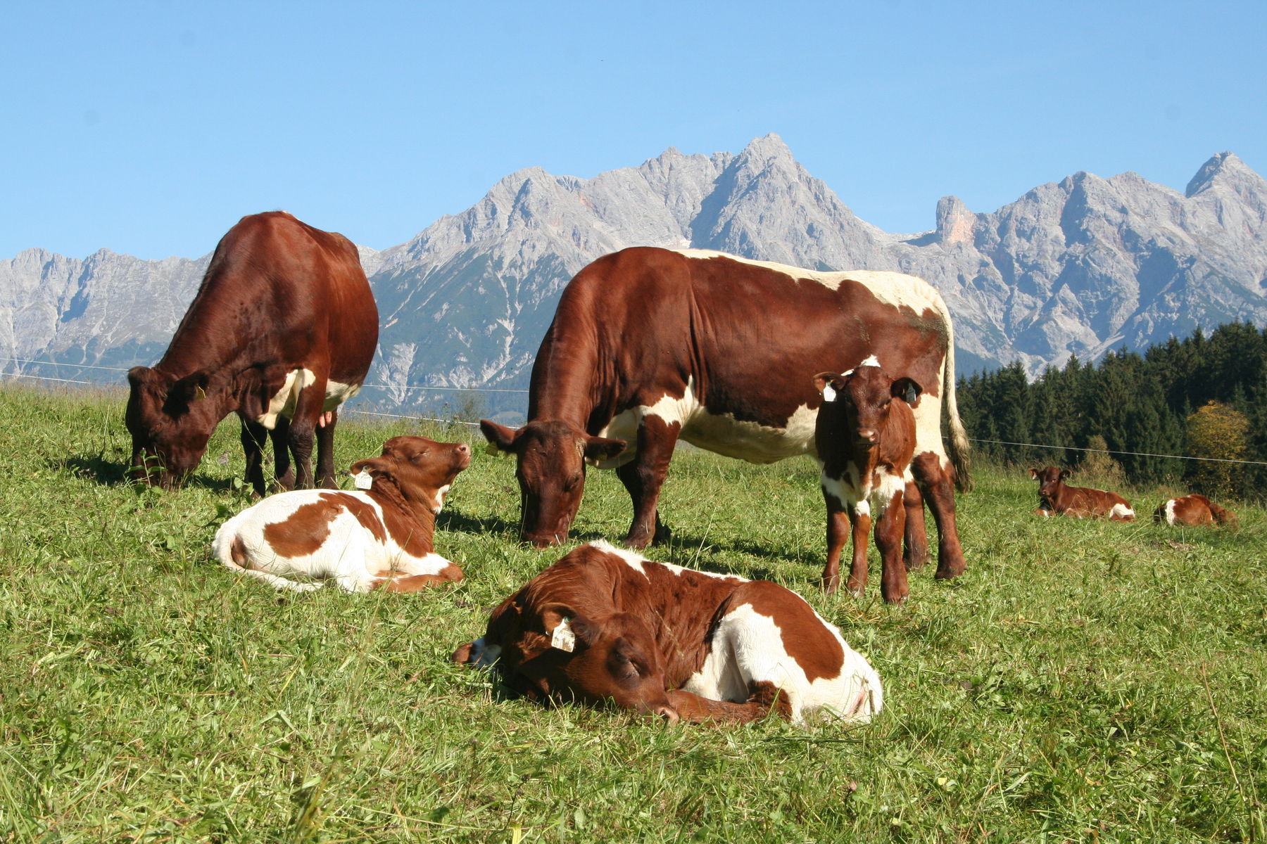 Mutterkühe – Qualität zeigt sich auch im Börserl.jpg © Sendlhofer Mutterkühe – Qualität zeigt sich auch im Börserl.jpg © Sendlhofer