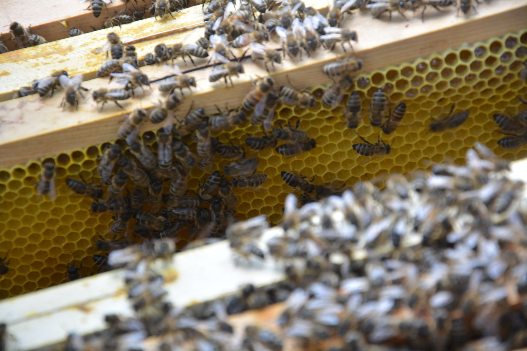 © Andrea Uhl LK NÖ © Andrea Uhl LK NÖ