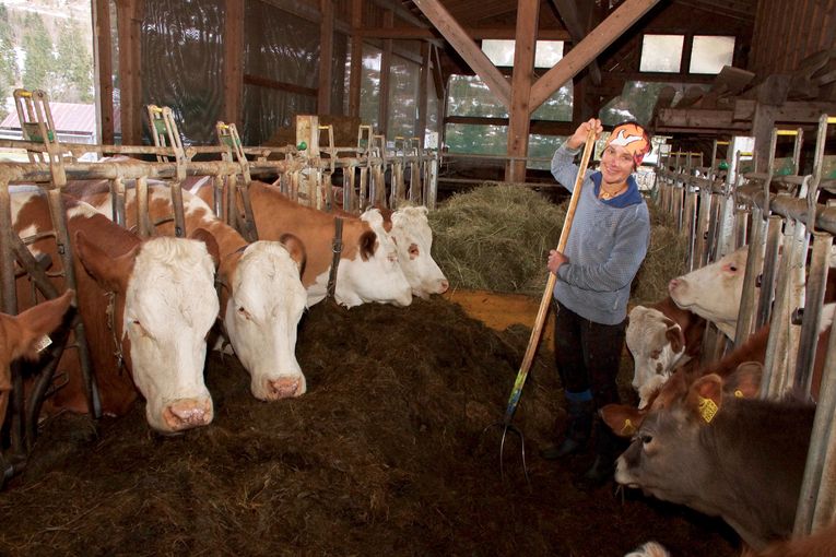 Barbara füttert die Tiere im Außenstall mit Silage.jpg