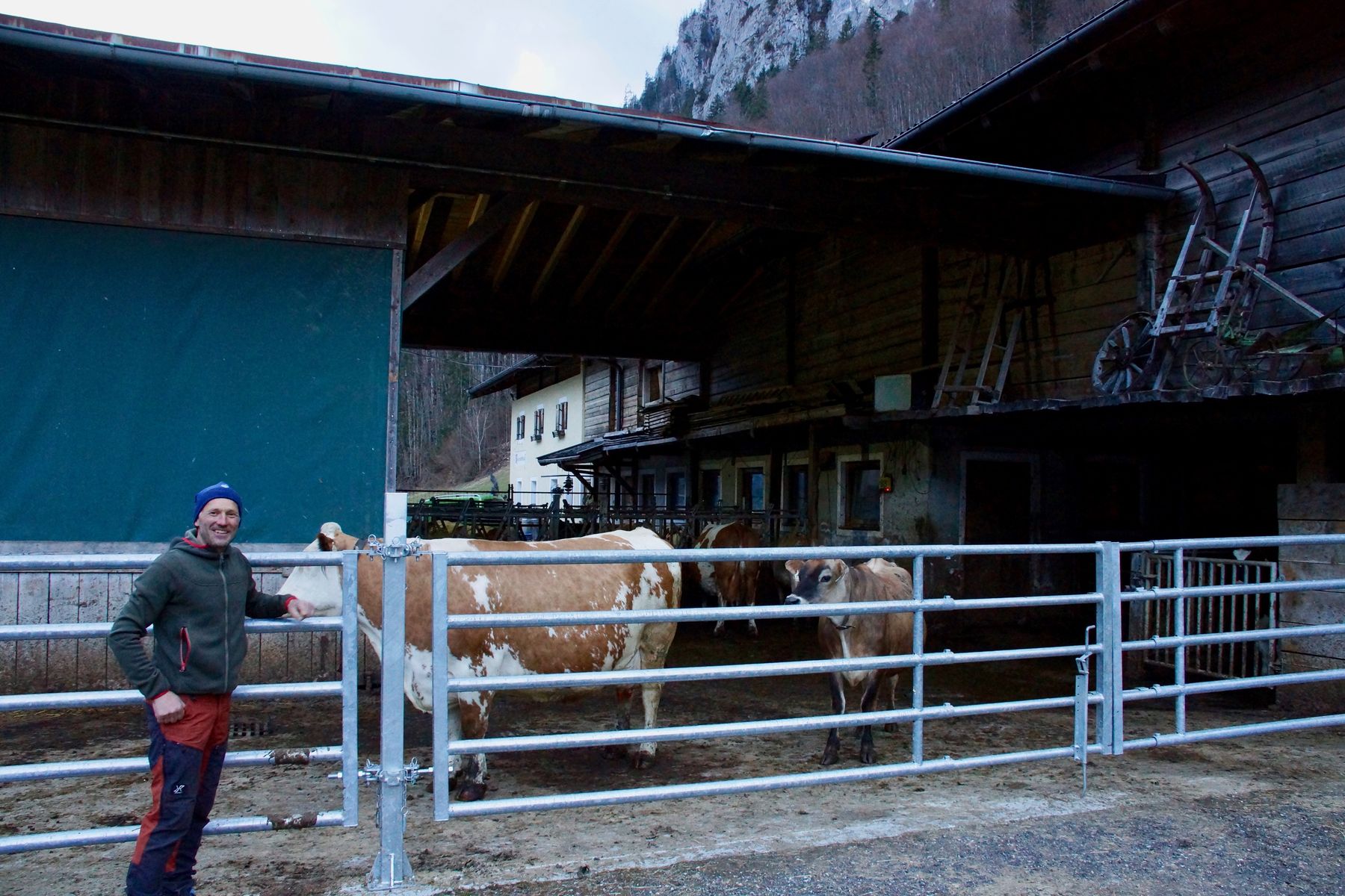 sb17_br_kühe.jpg © Gudrun Dürnberger sb17_br_kühe.jpg © Gudrun Dürnberger