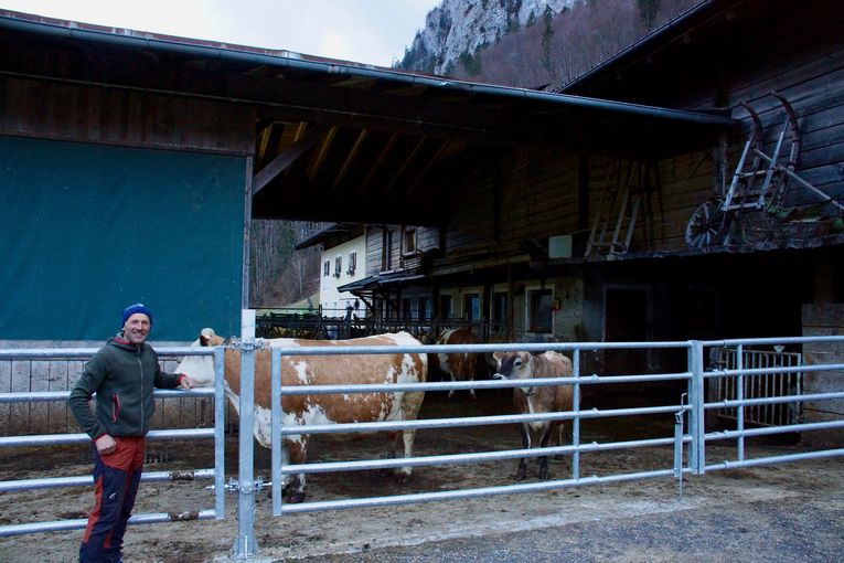 sb17_br_kühe.jpg © Gudrun Dürnberger sb17_br_kühe.jpg © Gudrun Dürnberger