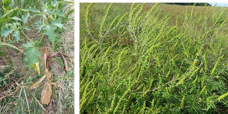 links Stechapfel und rechts Abrosia.jpg © BWSB links Stechapfel und rechts Abrosia.jpg © BWSB