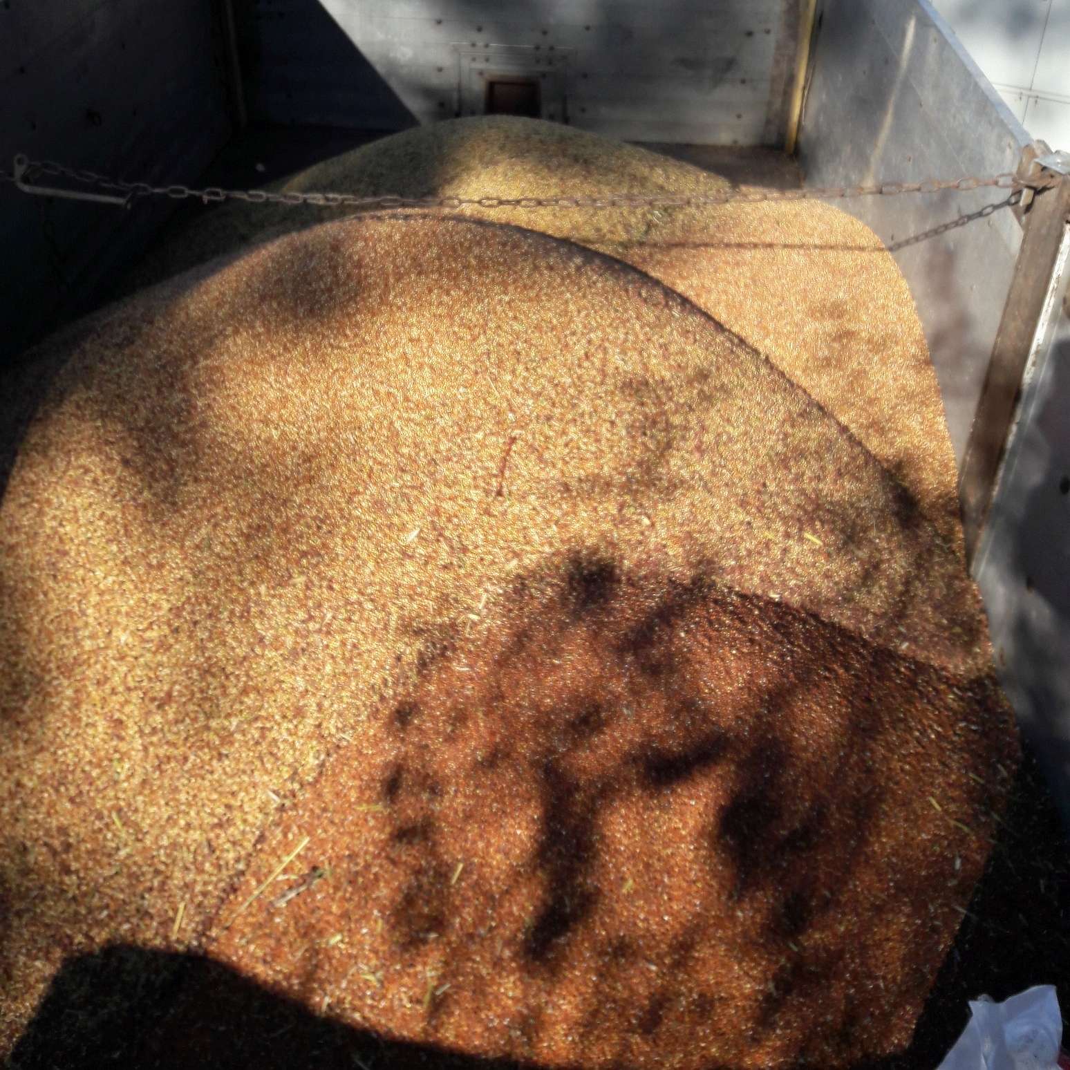Ernte Körnersorghum_vier unterschiedliche Sorten_20181004_150535.jpg © BWSB Ernte Körnersorghum_vier unterschiedliche Sorten_20181004_150535.jpg © BWSB