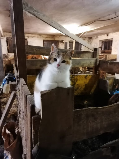 Mein BIld 2021.jpg © Salzburger Bauer/Grünwald Mein BIld 2021.jpg © Salzburger Bauer/Grünwald