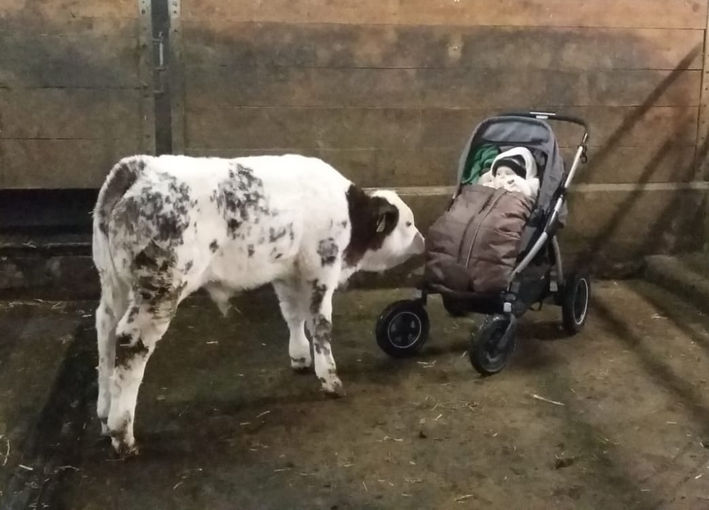 Mein BIld 2021.jpg © Salzburger Bauer/Obermoser Mein BIld 2021.jpg © Salzburger Bauer/Obermoser