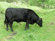 Alm-Weide DSCN2698.jpg © LK Kärnten/Klaus Messner Alm-Weide DSCN2698.jpg © LK Kärnten/Klaus Messner