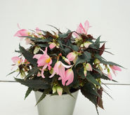 BdJ 2021, Beate Prachtvoll.jpg © Kärntner Gärtner BdJ 2021, Beate Prachtvoll.jpg © Kärntner Gärtner