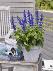 hitzetolerante Balkonblume Cordula Blau.jpg © Kärntner Gärtner hitzetolerante Balkonblume Cordula Blau.jpg © Kärntner Gärtner