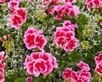 hitzetolerante Balkonblume Pelargonie mit Kärntner Sterndle.jpg hitzetolerante Balkonblume Pelargonie mit Kärntner Sterndle.jpg