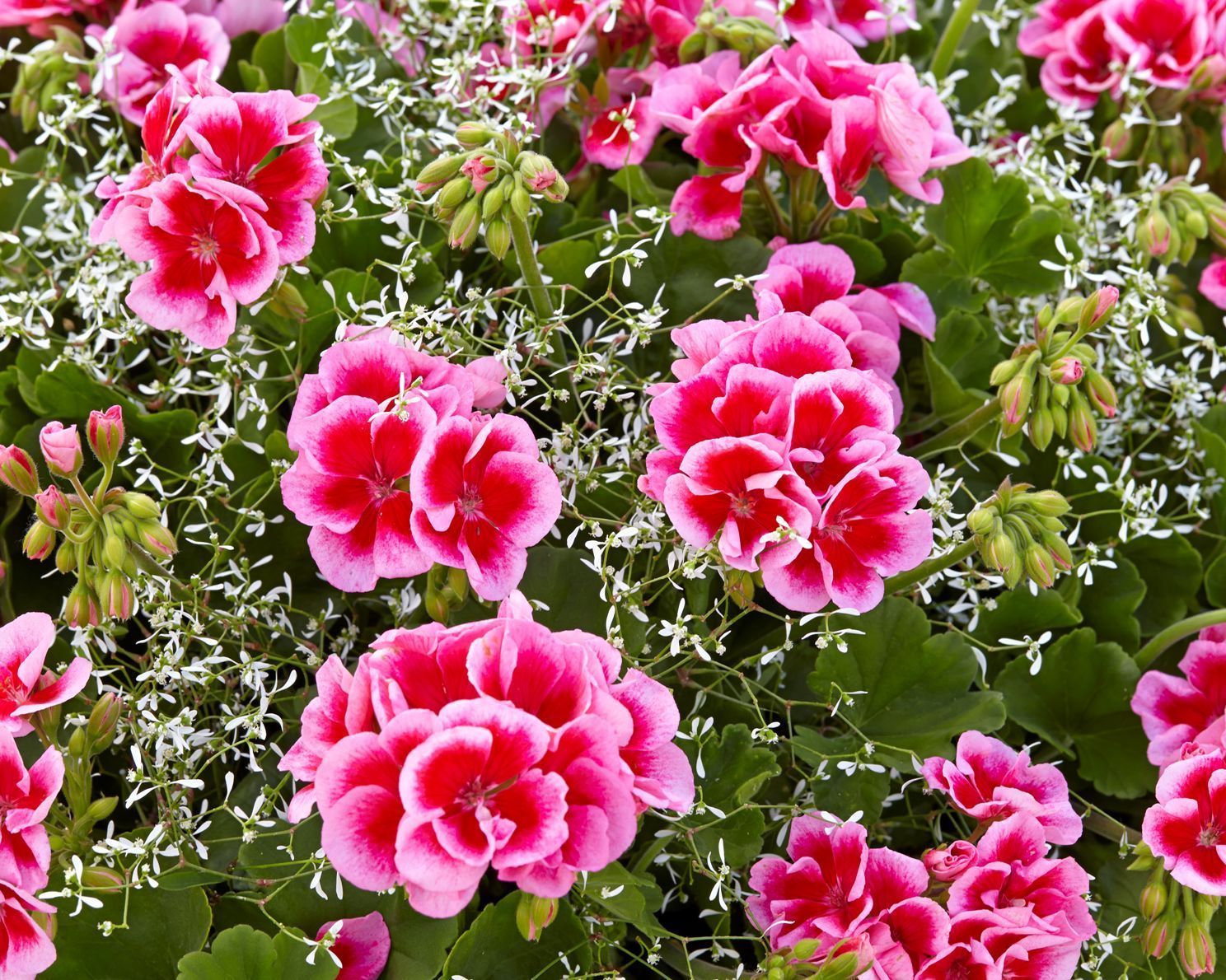 hitzetolerante Balkonblume Pelargonie mit Kärntner Sterndle.jpg © Kärntner Gärtner hitzetolerante Balkonblume Pelargonie mit Kärntner Sterndle.jpg © Kärntner Gärtner