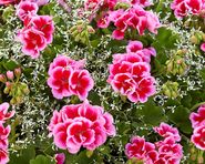 hitzetolerante Balkonblume Pelargonie mit Kärntner Sterndle.jpg © Kärntner Gärtner