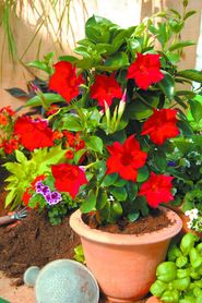 hitzetolerante Balkonblume Rote Ballarina.jpg © Kärntner Gärtner