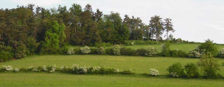 Waldviertel Hecken Waldviertel Hecken
