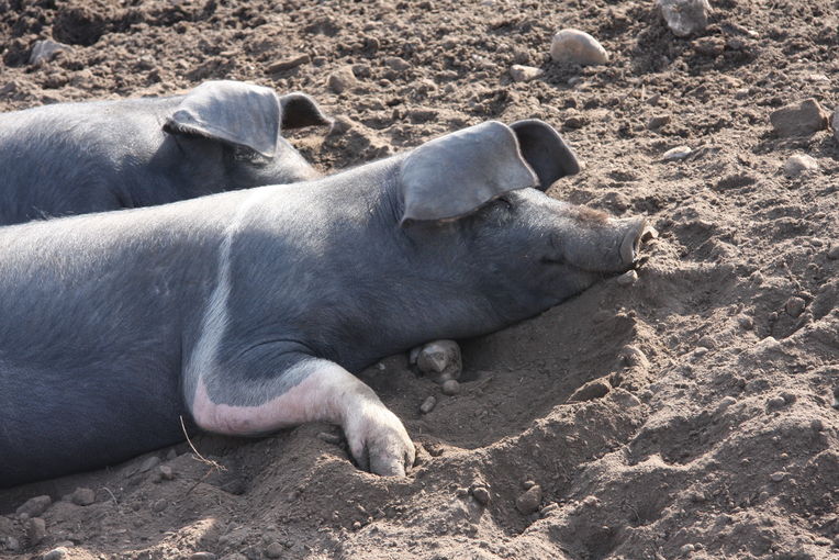 Freilandschwein chillt.jpg © LK NÖ