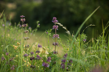 Biodiversitätsfläche (c) Walchshofer Annemarie.jpg