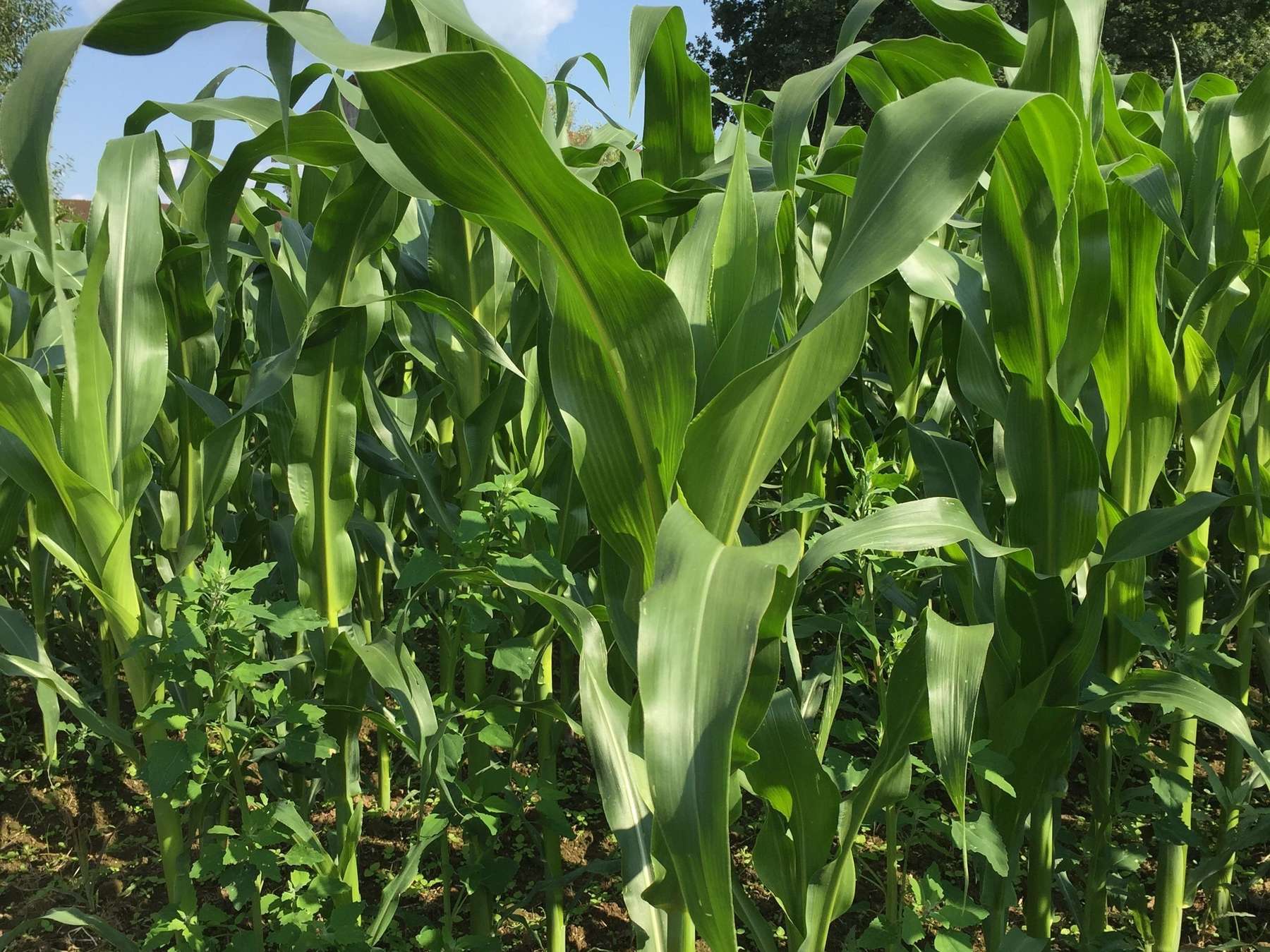 Bio_Mais_Petra_Doblmair_LK_OÖ.jpg © Landwirtschaftskammer Oberösterreich/Doblmair Bio_Mais_Petra_Doblmair_LK_OÖ.jpg © Landwirtschaftskammer Oberösterreich/Doblmair